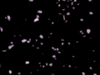Image of aniash.gif