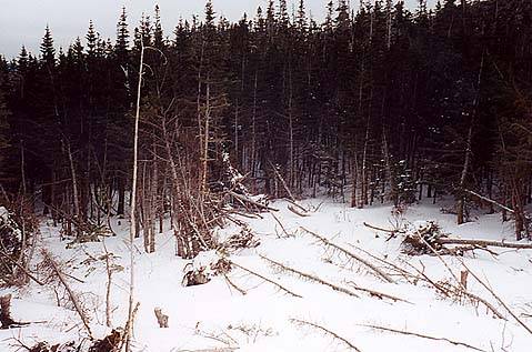 Image of twistedtrees.jpg